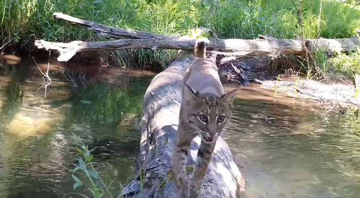 Man Films How Many Wild Animals Are Using This Log Bridge, Is Surprised It's That Many Different Kinds Man Films How Many Wild Animals Are Using This Log Bridge, Is Surprised It's That Many Different Kinds