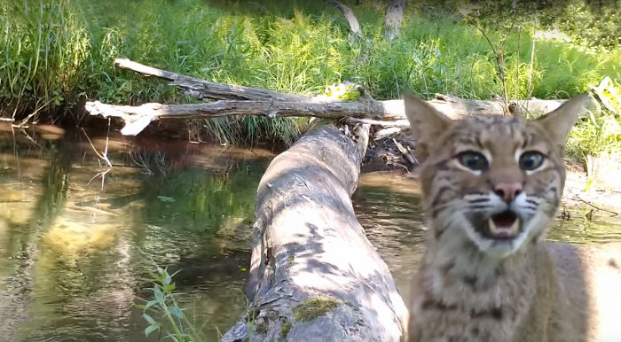 Man Films How Many Wild Animals Are Using This Log Bridge, Is Surprised It's That Many Different Kinds Man Films How Many Wild Animals Are Using This Log Bridge, Is Surprised It's That Many Different Kinds