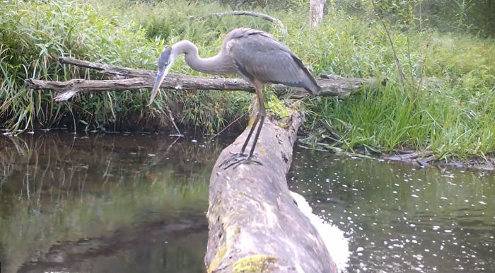 Man Films How Many Wild Animals Are Using This Log Bridge, Is Surprised It's That Many Different Kinds Man Films How Many Wild Animals Are Using This Log Bridge, Is Surprised It's That Many Different Kinds