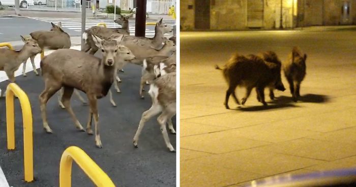 Animals Invade Cities As People Quarantine Themselves At Home