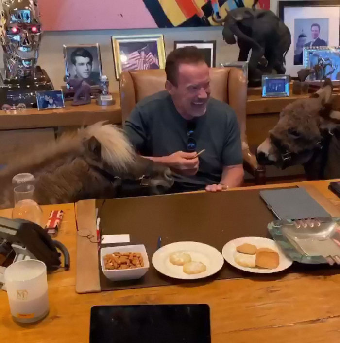 People Notice That Arnold Schwarzenegger Is Super Wholesome On Reddit, And Here Are 9 Examples