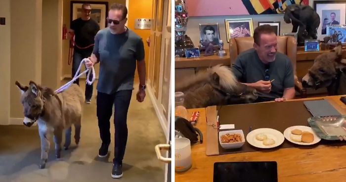 People Notice That Arnold Schwarzenegger Is Super Wholesome On Reddit, And Here Are 9 Examples