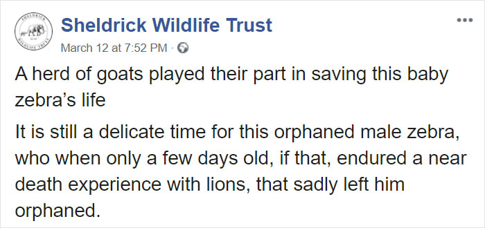 These Conservation Workers Use Special Suits To Take Care Of Baby Zebras