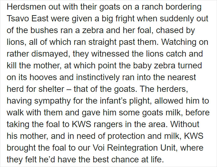 These Conservation Workers Use Special Suits To Take Care Of Baby Zebras