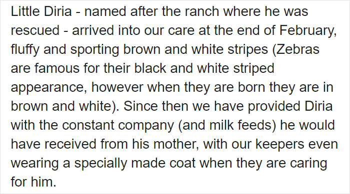 These Conservation Workers Use Special Suits To Take Care Of Baby Zebras