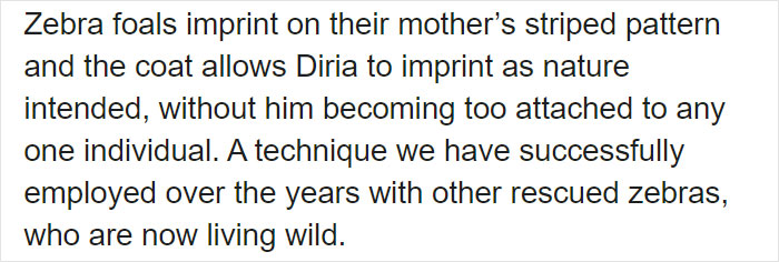 These Conservation Workers Use Special Suits To Take Care Of Baby Zebras