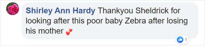 These Conservation Workers Use Special Suits To Take Care Of Baby Zebras