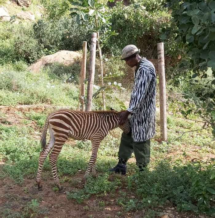 These Conservation Workers Use Special Suits To Take Care Of Baby Zebras