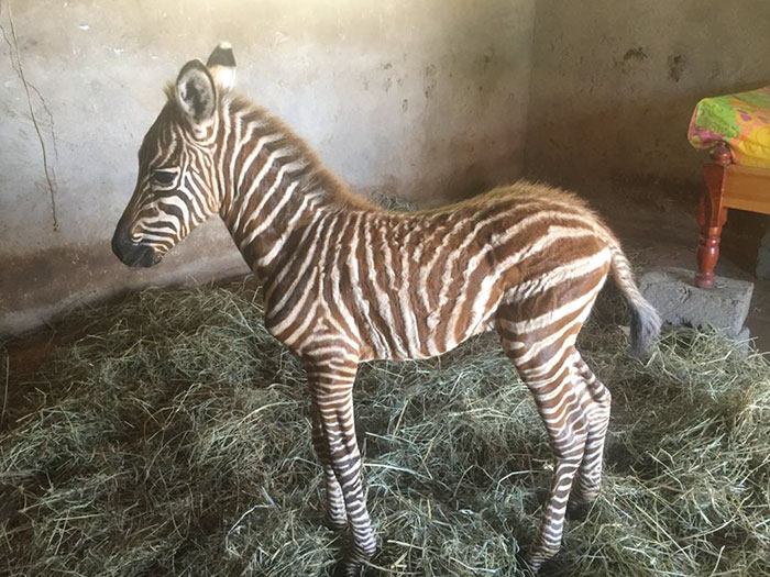 These Conservation Workers Use Special Suits To Take Care Of Baby Zebras
