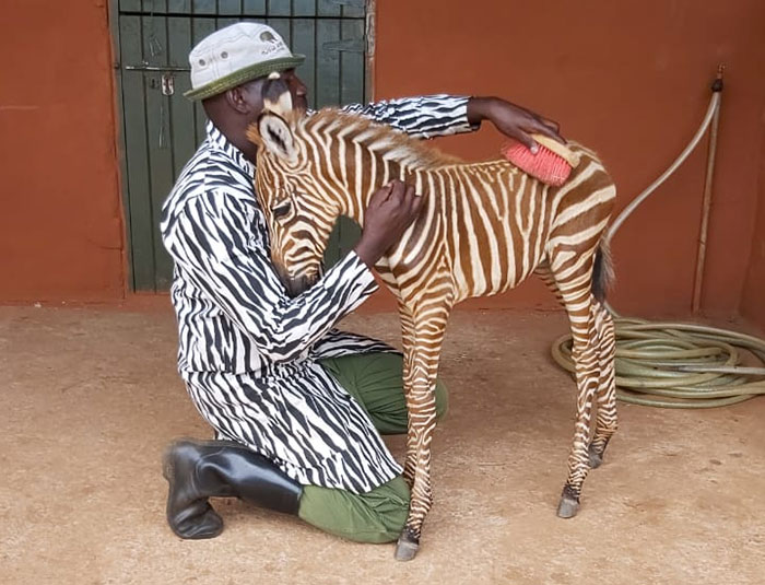 These Conservation Workers Use Special Suits To Take Care Of Baby Zebras