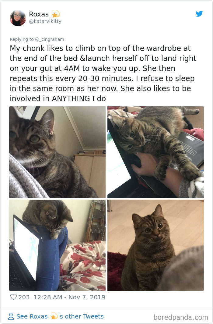 World-Worst-Cats-Christopher-Ingraham