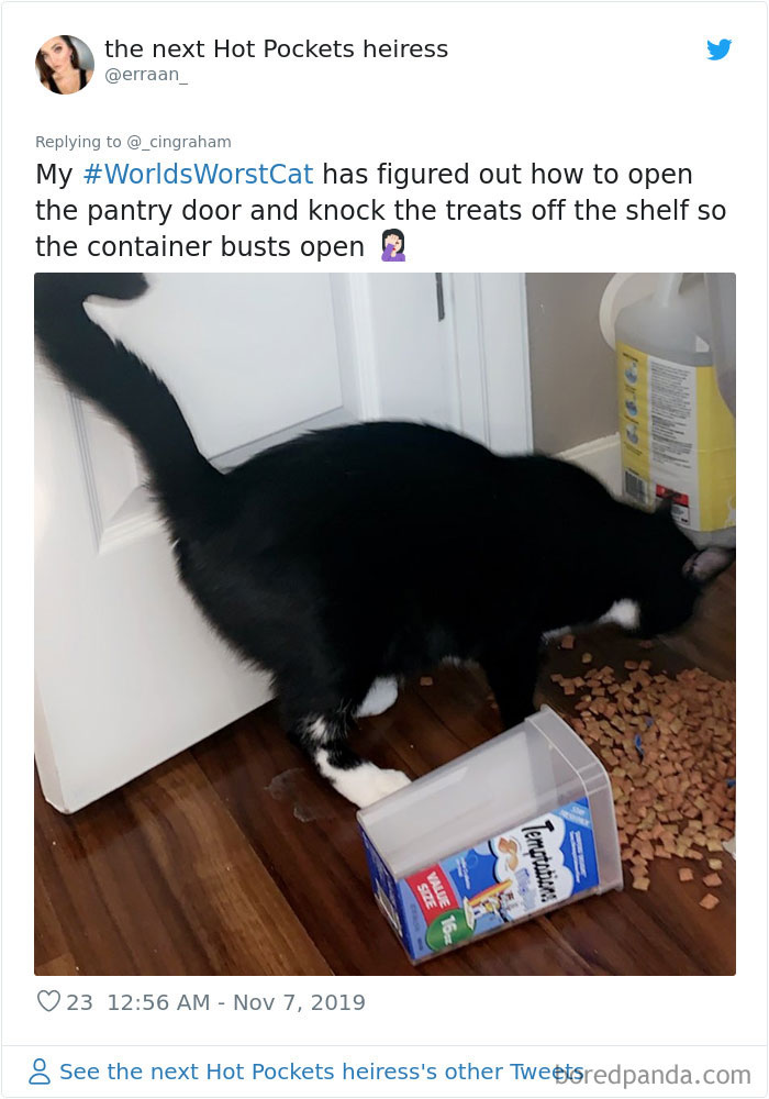 World-Worst-Cats-Christopher-Ingraham