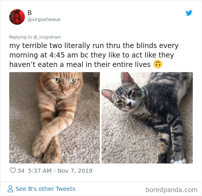 World-Worst-Cats-Christopher-Ingraham