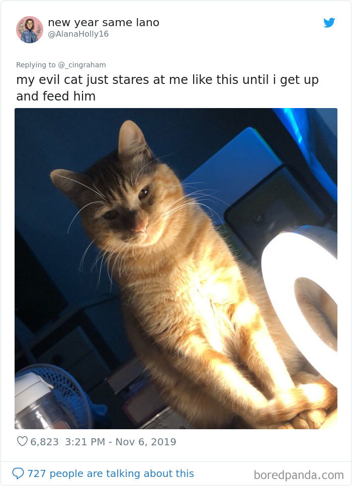 World-Worst-Cats-Christopher-Ingraham