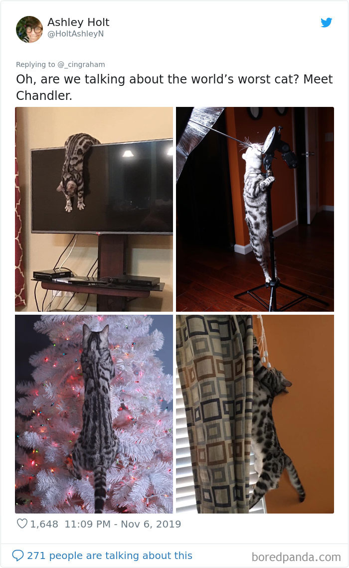 World-Worst-Cats-Christopher-Ingraham