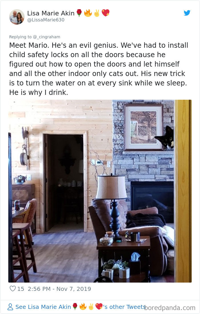 World-Worst-Cats-Christopher-Ingraham