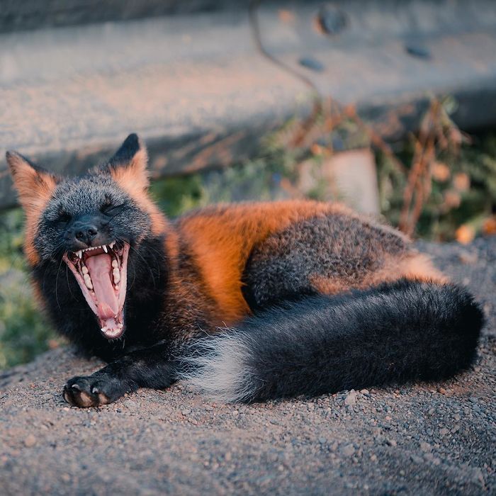 Guy Earns The Trust Of A Black And Orange Fox, Shares 20 Stunning Pics Guy Earns The Trust Of A Black And Orange Fox, Shares 20 Stunning Pics