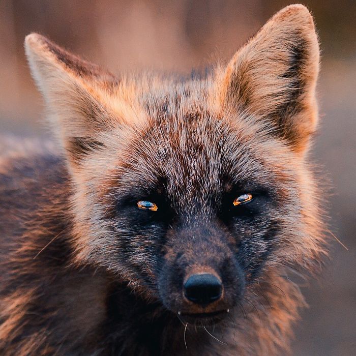 Guy Earns The Trust Of A Black And Orange Fox, Shares 20 Stunning Pics Guy Earns The Trust Of A Black And Orange Fox, Shares 20 Stunning Pics