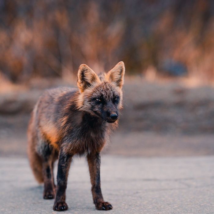 Guy Earns The Trust Of A Black And Orange Fox, Shares 20 Stunning Pics Guy Earns The Trust Of A Black And Orange Fox, Shares 20 Stunning Pics