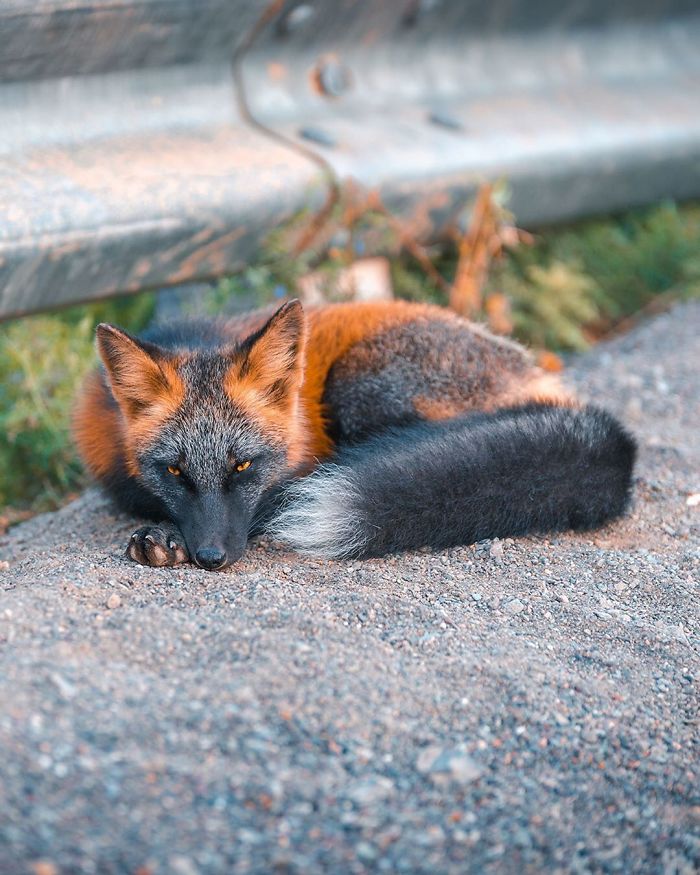 Guy Earns The Trust Of A Black And Orange Fox, Shares 20 Stunning Pics