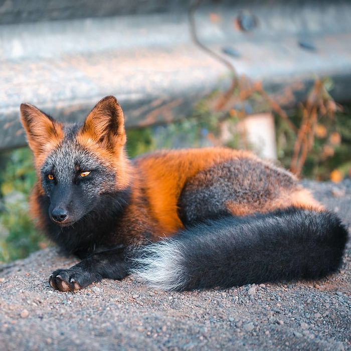 Guy Earns The Trust Of A Black And Orange Fox, Shares 20 Stunning Pics Guy Earns The Trust Of A Black And Orange Fox, Shares 20 Stunning Pics