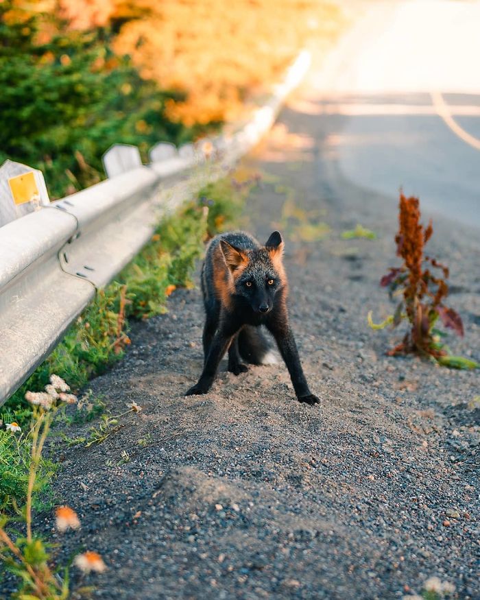 Guy Earns The Trust Of A Black And Orange Fox, Shares 20 Stunning Pics