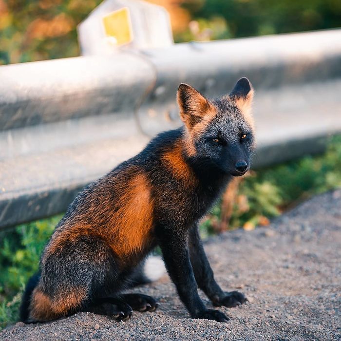 Guy Earns The Trust Of A Black And Orange Fox, Shares 20 Stunning Pics Guy Earns The Trust Of A Black And Orange Fox, Shares 20 Stunning Pics