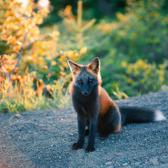 Guy Earns The Trust Of A Black And Orange Fox, Shares 20 Stunning Pics Guy Earns The Trust Of A Black And Orange Fox, Shares 20 Stunning Pics
