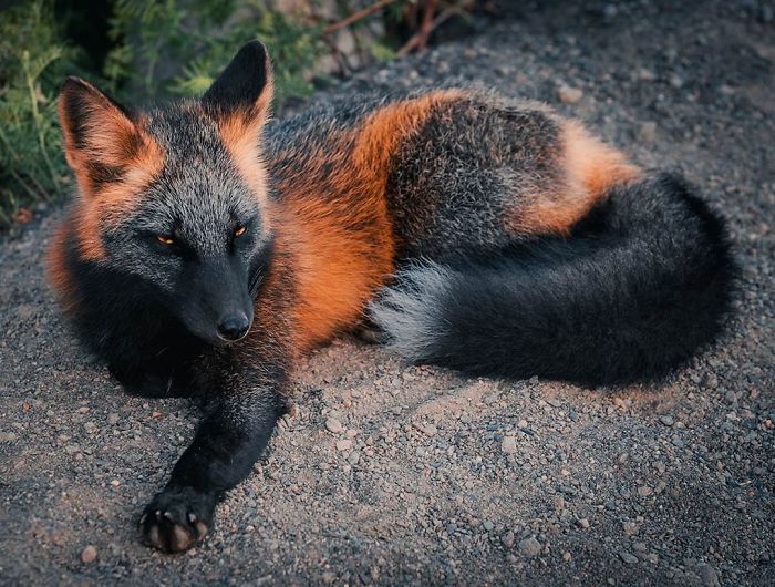 Guy Earns The Trust Of A Black And Orange Fox, Shares 20 Stunning Pics Guy Earns The Trust Of A Black And Orange Fox, Shares 20 Stunning Pics