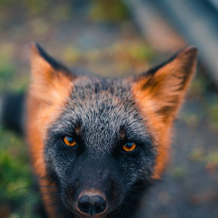 Guy Earns The Trust Of A Black And Orange Fox, Shares 20 Stunning Pics Guy Earns The Trust Of A Black And Orange Fox, Shares 20 Stunning Pics