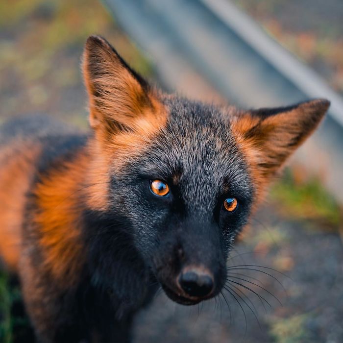Guy Earns The Trust Of A Black And Orange Fox, Shares 20 Stunning Pics