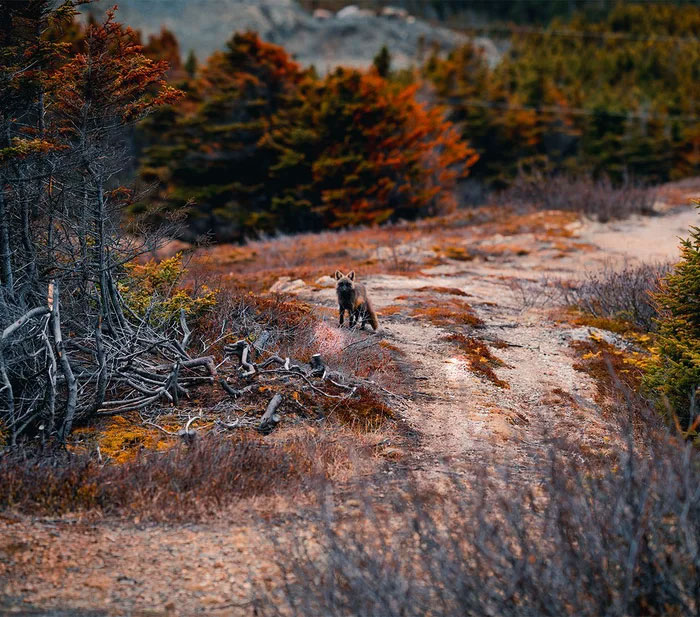 Guy Earns The Trust Of A Black And Orange Fox, Shares 20 Stunning Pics Guy Earns The Trust Of A Black And Orange Fox, Shares 20 Stunning Pics