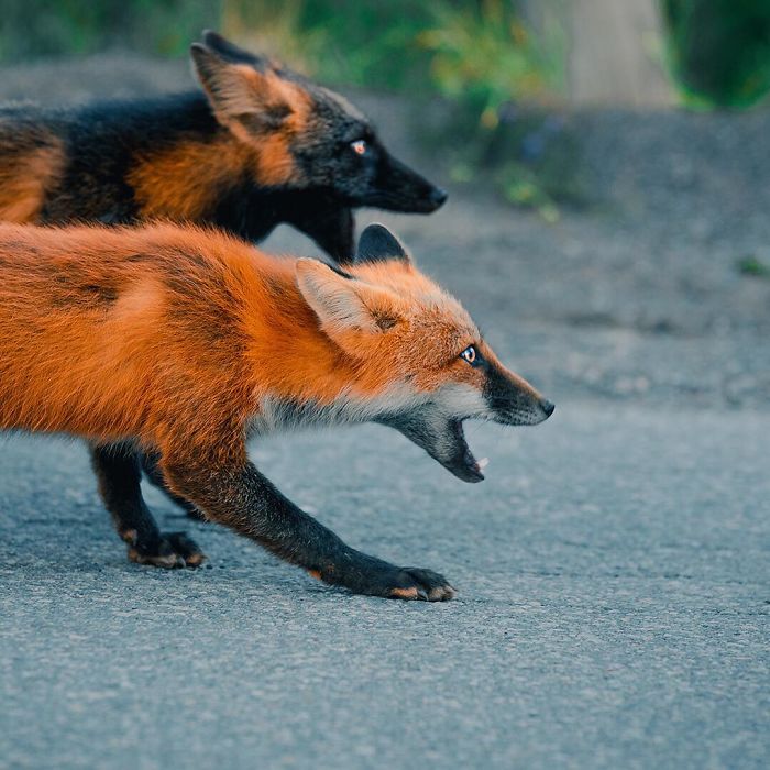 Guy Earns The Trust Of A Black And Orange Fox, Shares 20 Stunning Pics Guy Earns The Trust Of A Black And Orange Fox, Shares 20 Stunning Pics