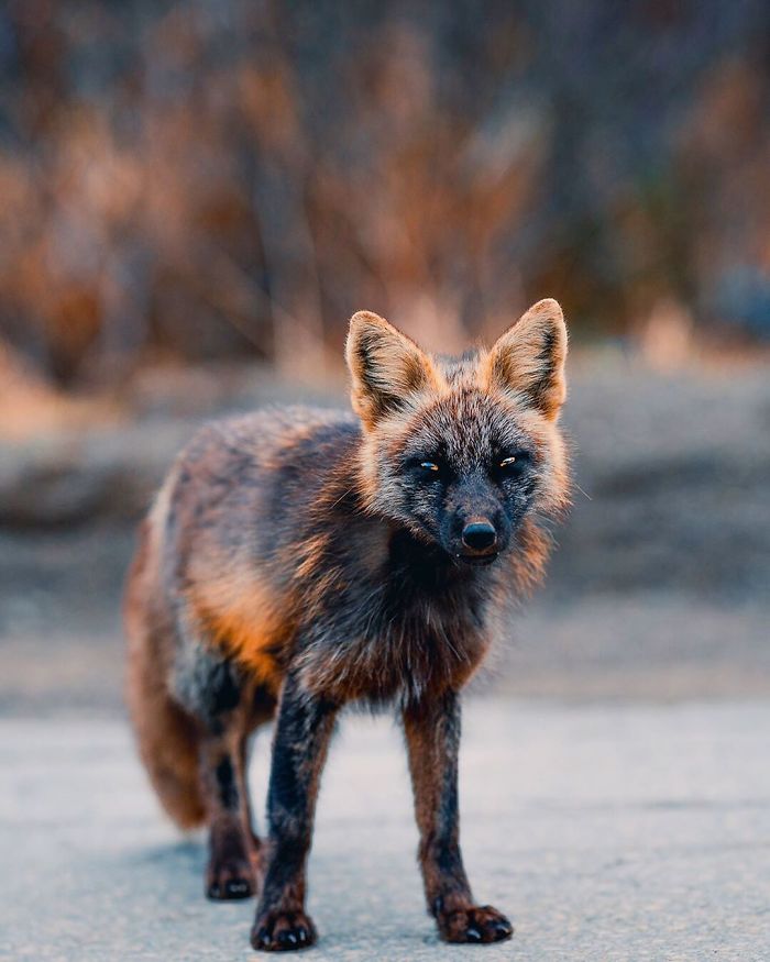 Guy Earns The Trust Of A Black And Orange Fox, Shares 20 Stunning Pics Guy Earns The Trust Of A Black And Orange Fox, Shares 20 Stunning Pics