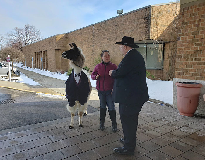 Guy Crashes His Sister’s Wedding With A Llama Just As He Promised 5 Years Ago Guy Crashes His Sister’s Wedding With A Llama Just As He Promised 5 Years Ago