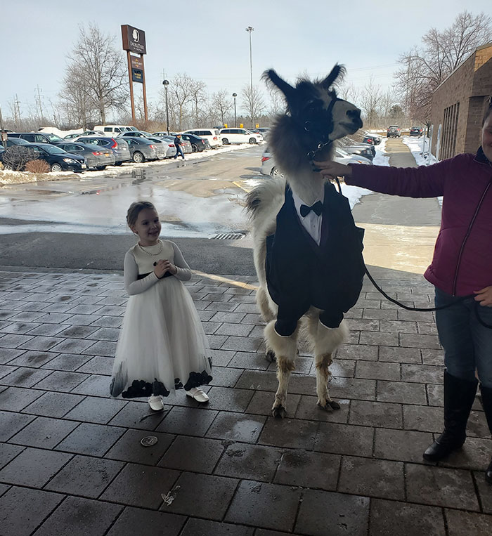 Guy Crashes His Sister’s Wedding With A Llama Just As He Promised 5 Years Ago Guy Crashes His Sister’s Wedding With A Llama Just As He Promised 5 Years Ago