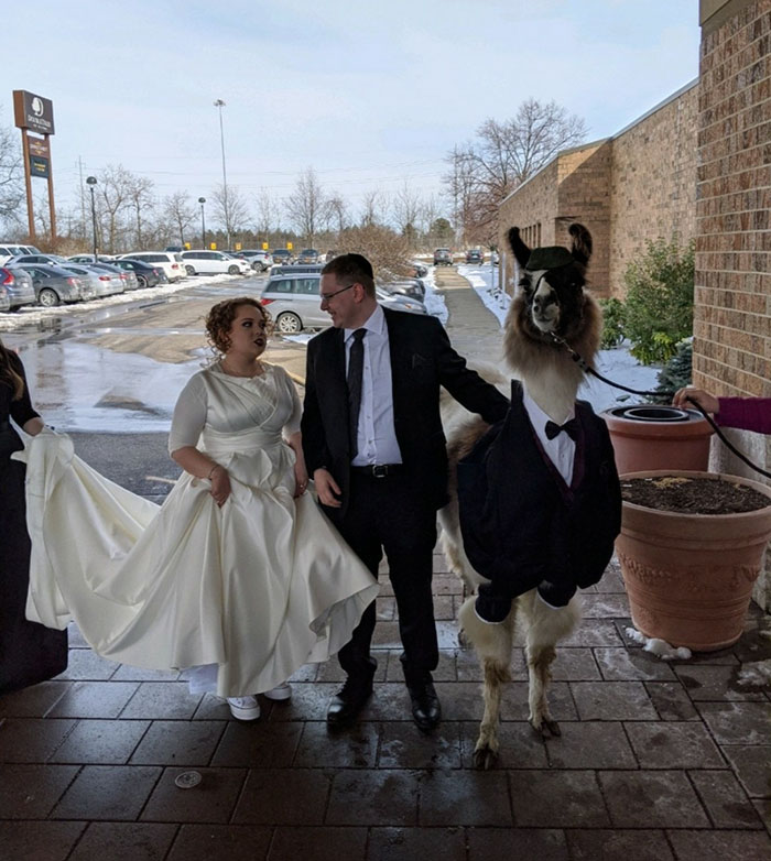 Guy Crashes His Sister’s Wedding With A Llama Just As He Promised 5 Years Ago Guy Crashes His Sister’s Wedding With A Llama Just As He Promised 5 Years Ago