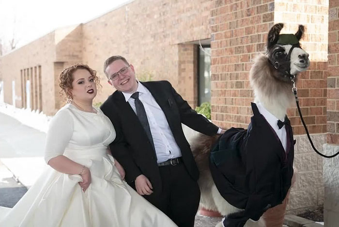 Guy Crashes His Sister’s Wedding With A Llama Just As He Promised 5 Years Ago Guy Crashes His Sister’s Wedding With A Llama Just As He Promised 5 Years Ago