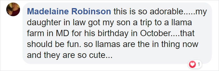 Guy Crashes His Sister’s Wedding With A Llama Just As He Promised 5 Years Ago Guy Crashes His Sister’s Wedding With A Llama Just As He Promised 5 Years Ago