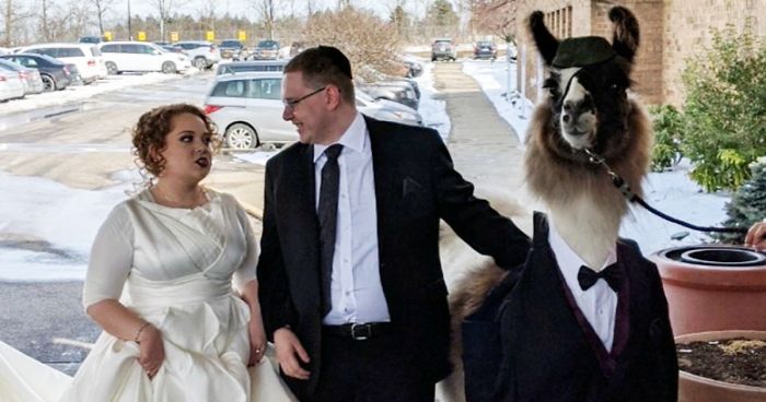 Guy Crashes His Sister’s Wedding With A Llama Just As He Promised 5 Years Ago