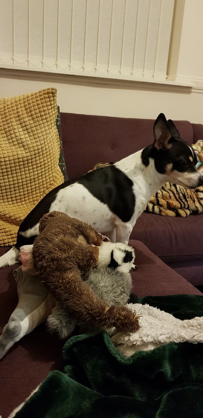 My Coworker Brings Her "Children" To Sofa Meeting