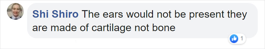 Anatomically Correct Skulls Of Popular Cartoon Characters By Czech Artist Filip Hodas