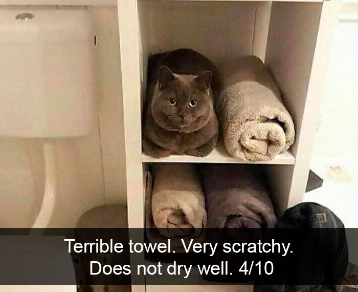 Cat-Snapchat-Funny