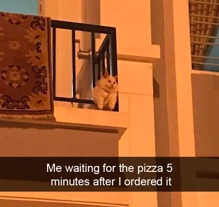 Cat-Snapchat-Funny
