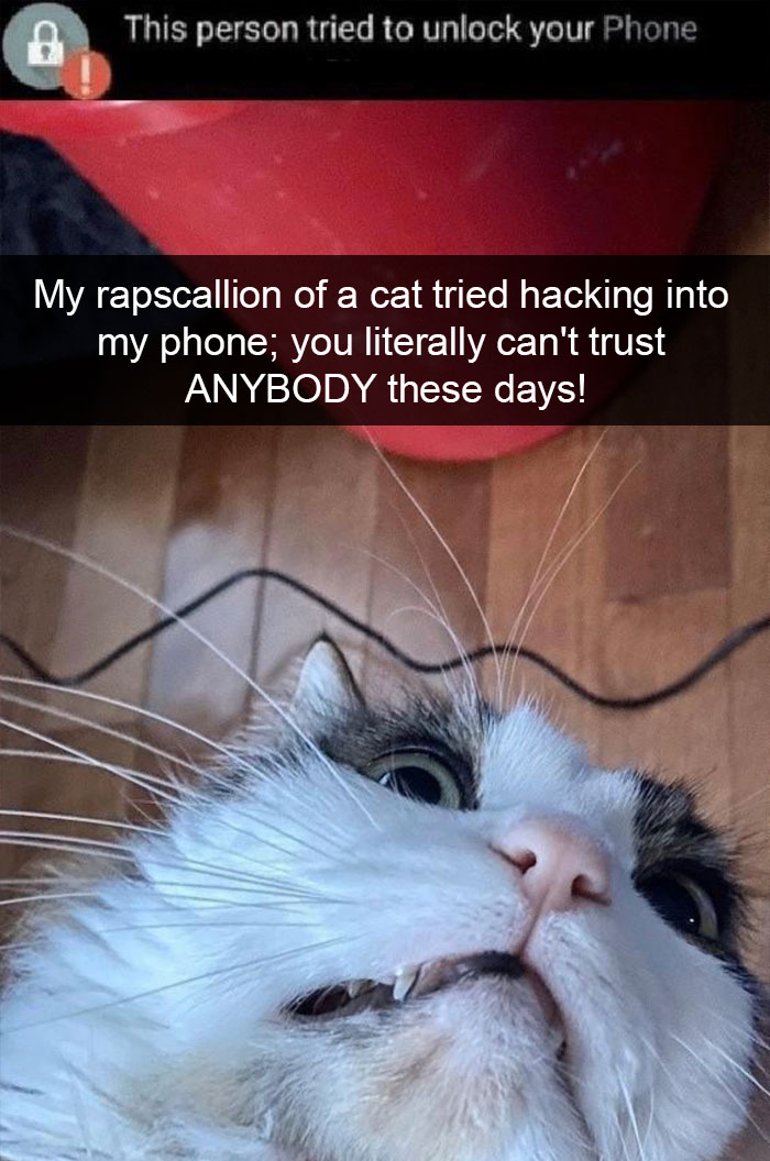 Cat-Snapchat-Funny