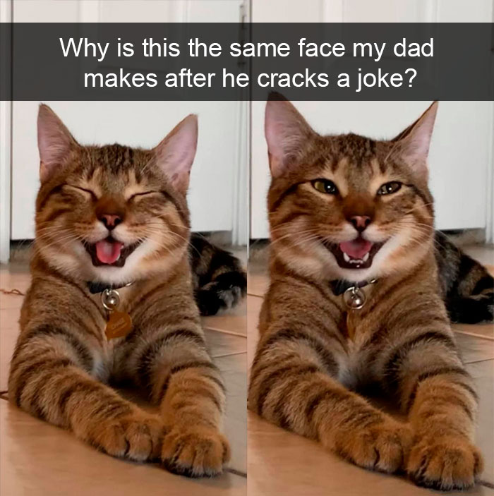 Cat-Snapchat-Funny