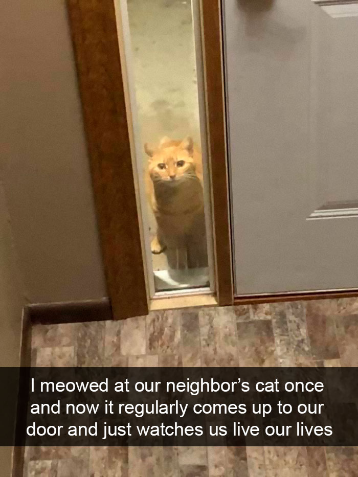 Cat-Snapchat-Funny