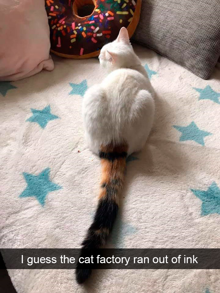 Cat-Snapchat-Funny