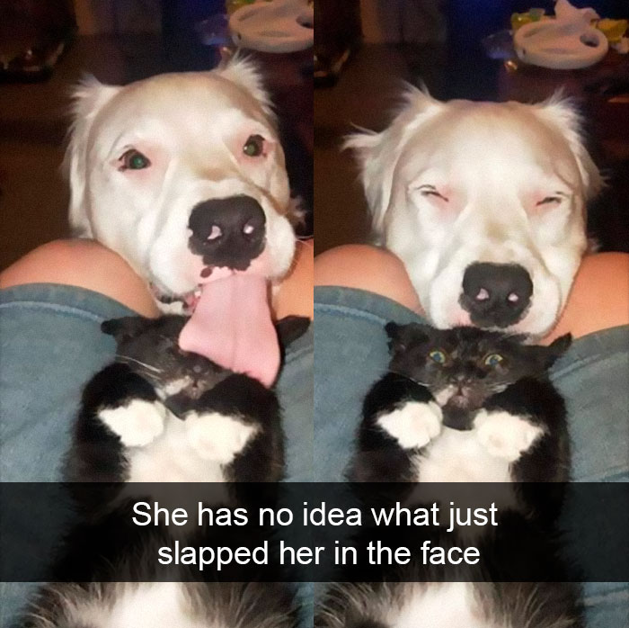 Cat-Snapchat-Funny