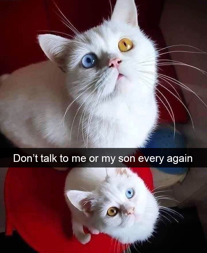 Cat-Snapchat-Funny